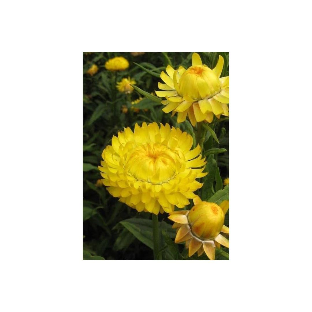 Yellow Strawflower Helichrysum Bracteatum Everlasting Flower Flower Seeds for Home Garden Planting, [neera-v5-ef2dce4f6d90c81be792]