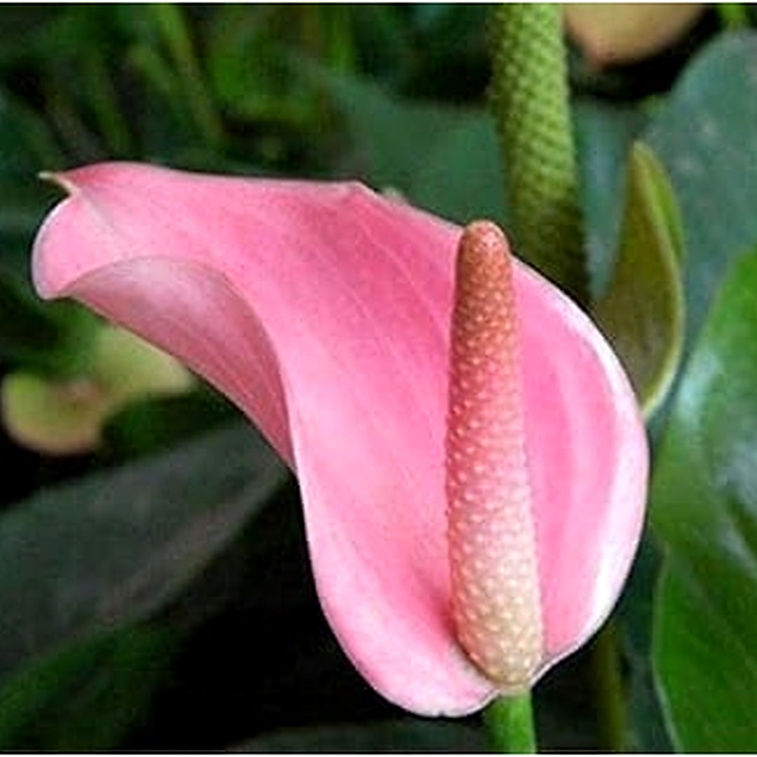 Anthurium Andraeanum Flower Seeds for Planting [neera-v5-ef2f22ee1d000988b546]