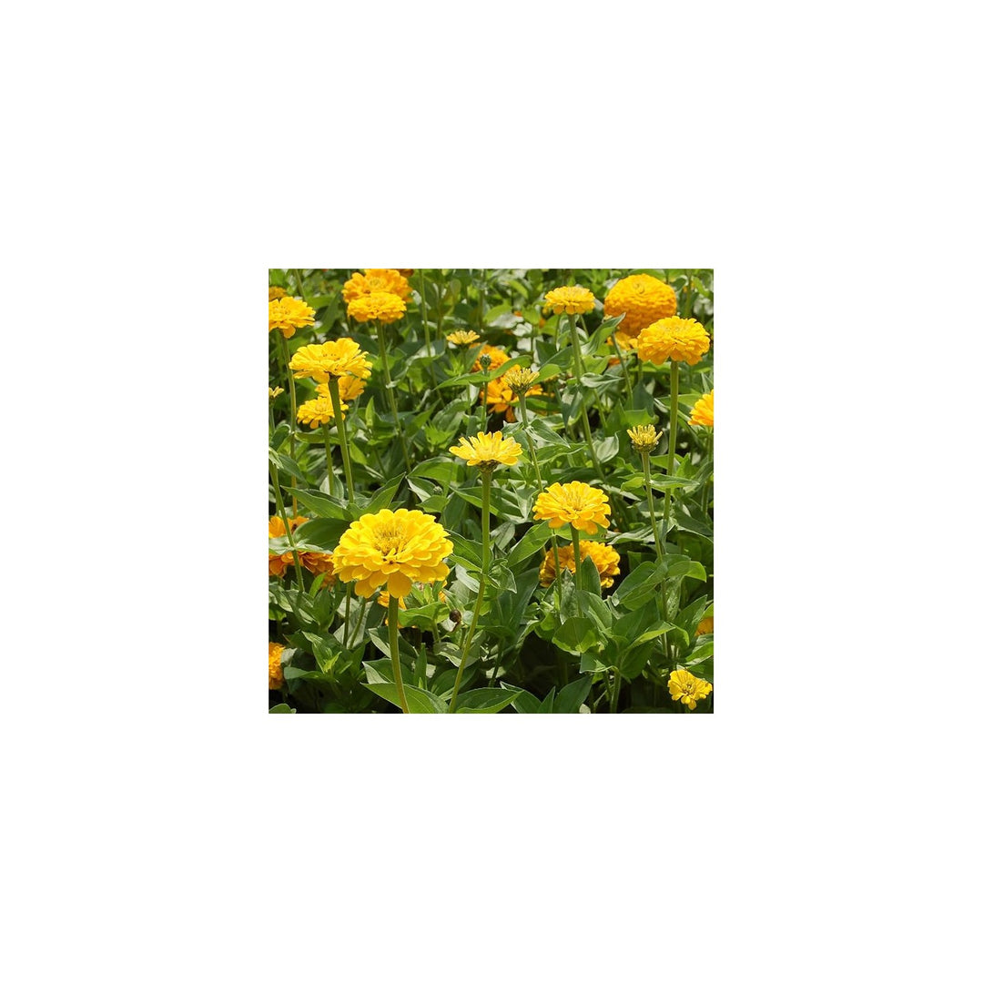 Yellow Dahlia Dahlia Pinnata Mignon Flower For Planting In Backyard Garden Or Patio Pots Flower [neera-v5-ef38fe0466ba963524ce]