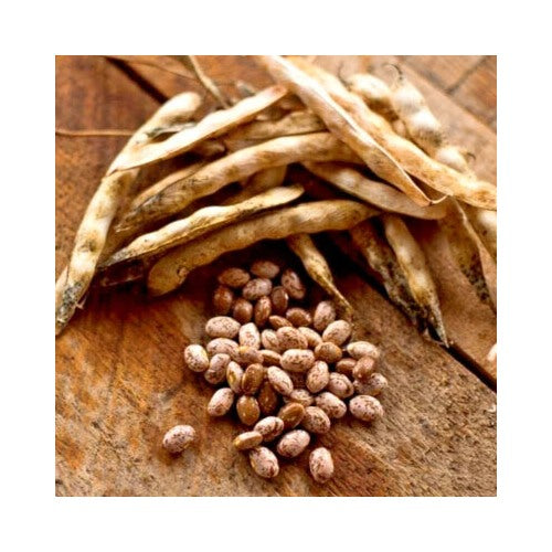 Pinto Bean Non Gmo Planting Bush Shell Beans Spanish Pea Heirloom Fragrant Climbing Annual [neera-v5-ef3f072890a14d9adfa2]