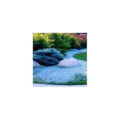 Sky Blue Rock Cress Flower Seeds for Planting [neera-v5-ef404e2a2127ea707c81]