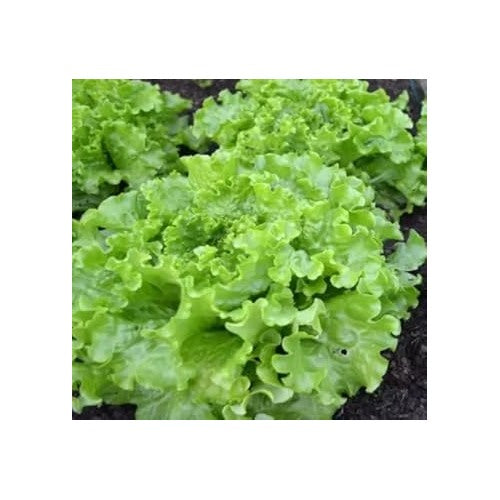 Light Green Lettuce Seeds for Planting [neera-v5-ef418d6eaafa13371e36]