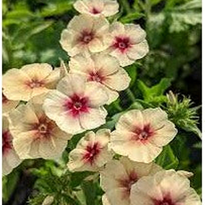 Phlox Cherry Caramel Flower Seeds for Planting [neera-v5-ef508ce2bed1617cd1db]