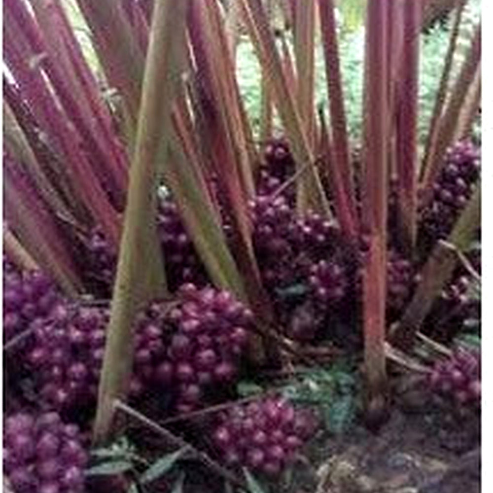 Black Cardamom Plant Seeds [neera-v5-ef62990e2df071ceaf1b]
