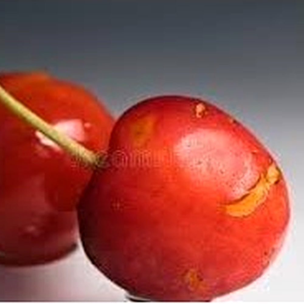 Ardisia Crenata Fruit Seeds [neera-v5-ef718555b3bed3d53fd9]