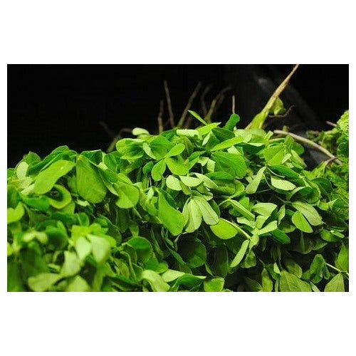 Green Methi (Fenugreek) Herb Seeds for Planting [neera-v5-ef79e866f01112ce0d87]