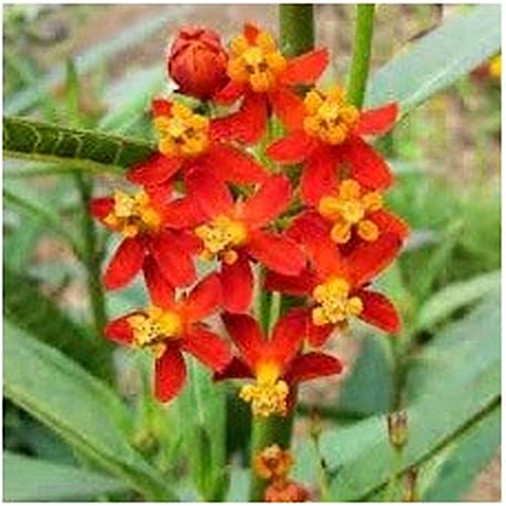 Asclepias Curassavica Flower Seeds for Planting [neera-v5-ef8141a4c41ab87d425e]
