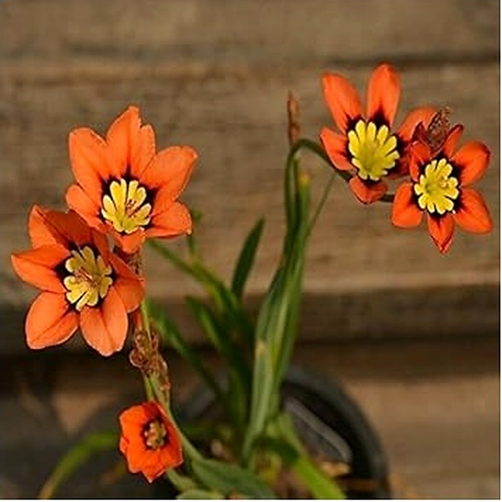Heirloom Non-GMO White Sparaxis Tricolor Flower Seeds for Garden Planting [neera-v5-ef8b99eaee9bedd82e59]