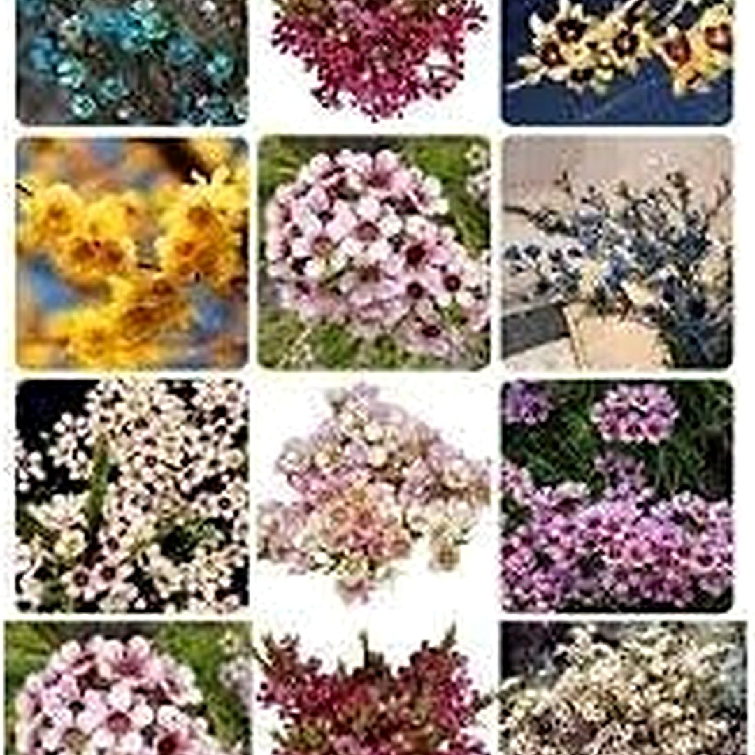 Heirloom Geraldton Wax (Chamelaucium uncinatum) Mixed Flower Seeds [neera-v5-ef8c79e52dab7ff67b2a]