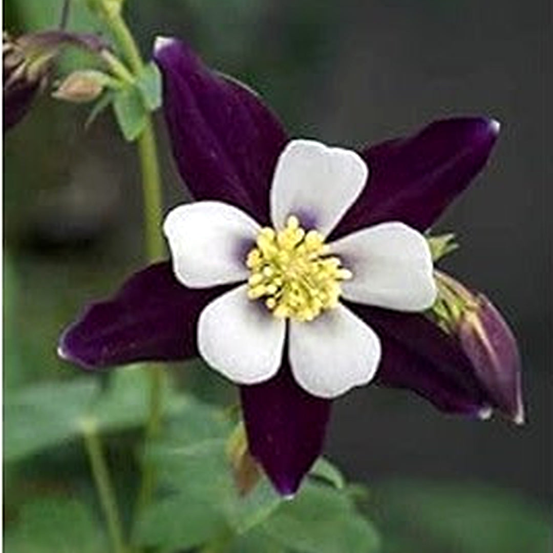 White Dark Violet Aquilegia Seeds for Planting [neera-v5-ef8f2682b4a2229aadb8]