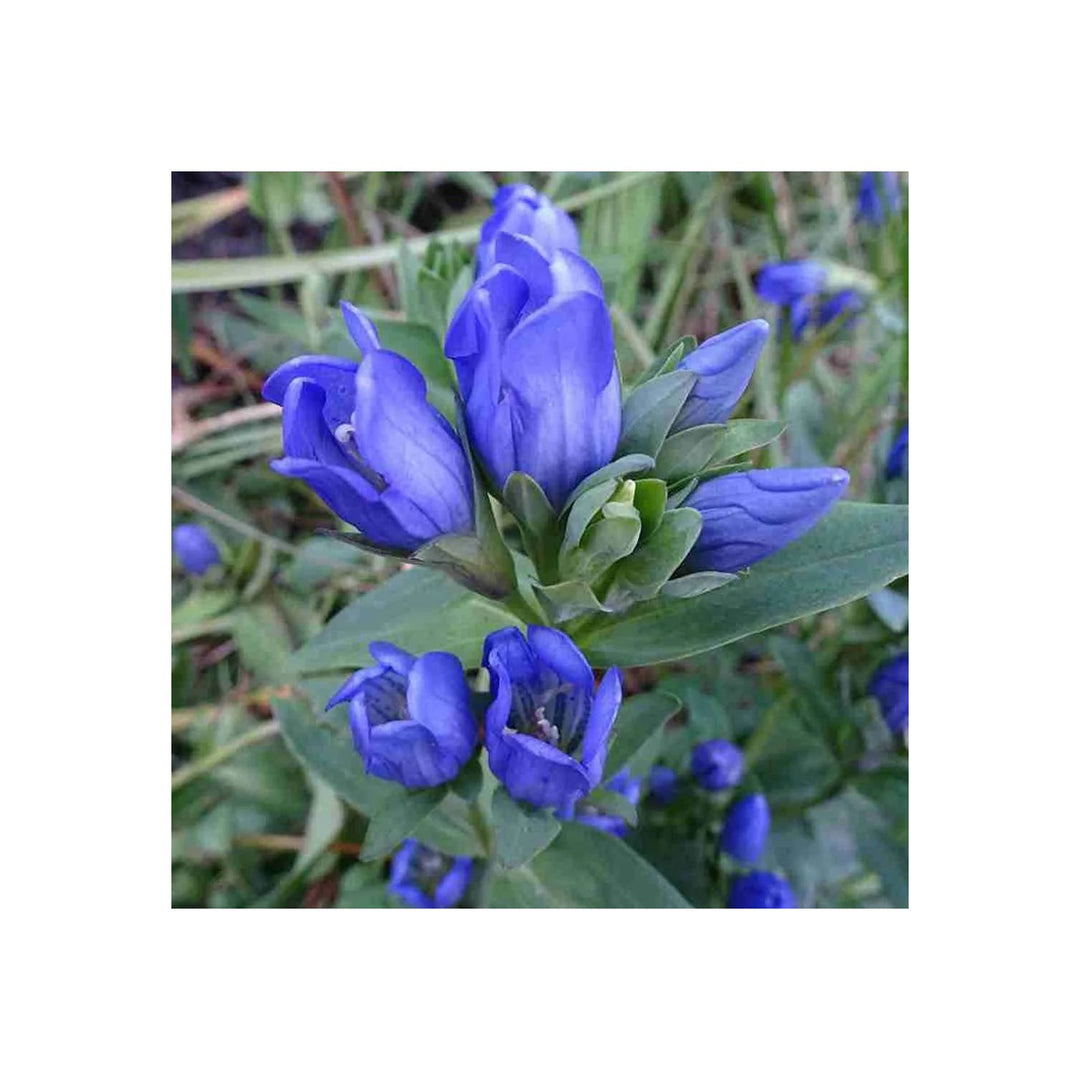 Blue Heirloom Non Gmo Gentiana Sceptrum Flower Alpine Garden Beds And Vibrant Outdoor Planting [neera-v5-ef923b63b65c684bfce5]