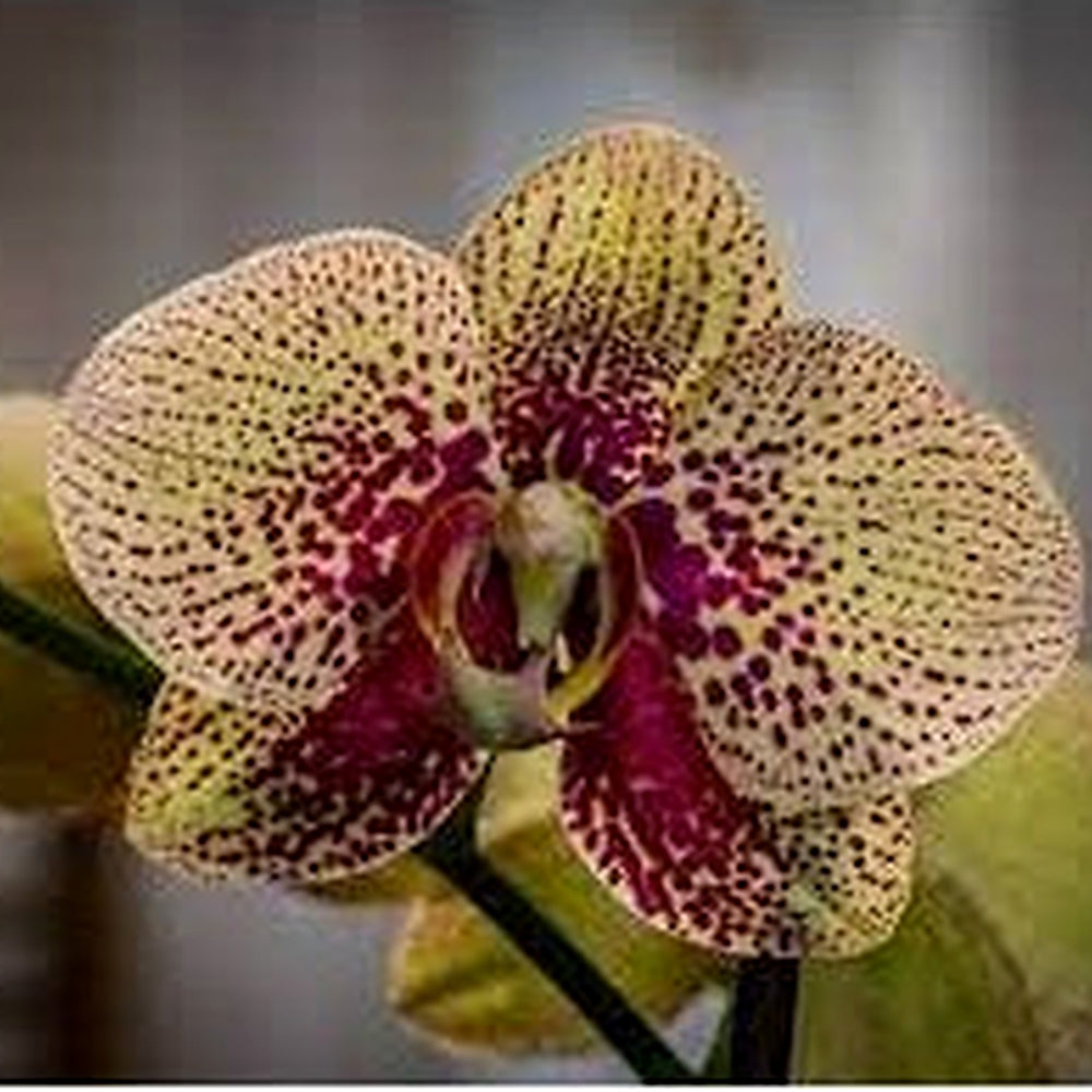 Heirloom Yellow Purple Phalaenopsis Orchid Flower Seeds [neera-v5-ef99a252e504dad60236]