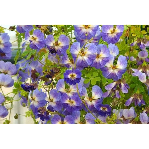 Blue Nasturtium Flower Seeds for Planting [neera-v5-ef9a334deab69f7a6675]