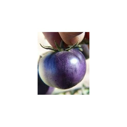 Heirloom Non-GMO Blue Tomato Seeds for Home Garden Planting [neera-v5-ef9bd76f7a44d89a9d63]