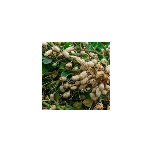 Peanut Plant Seeds for Garden Planting [neera-v5-efa2a0da59fbfd35331e]