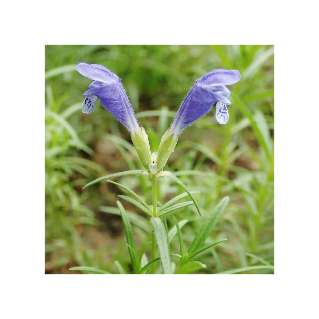 Dracocephalum Flower Heirloom Non Gmo Dragonhead Blooms Pollinator Friendly Garden Planting [neera-v5-efa48943a20886ddbe10]