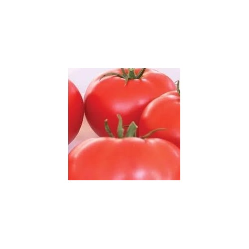 Hybrid Tomato Seeds for Planting [neera-v5-efa94cc18feb588b3ca8]