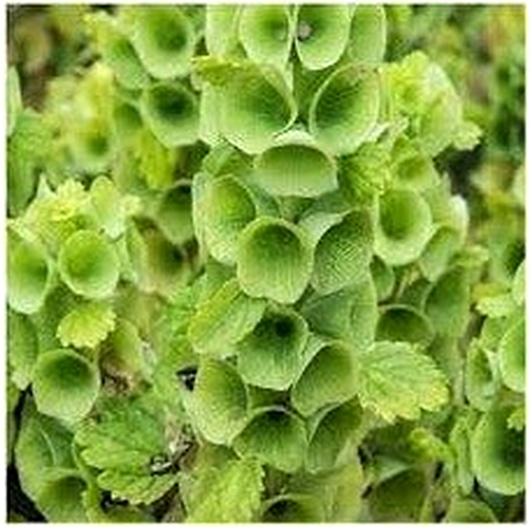Heirloom Non-GMO Moluccella Laevis Bells of Ireland Flower Seeds for Unique Garden Borders and Planting [neera-v5-efaa2a99840879b37ce2]