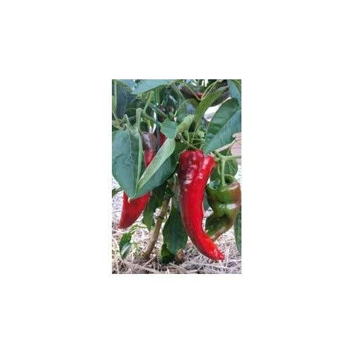 Giant Pepper Seeds for Planting [neera-v5-efac30a92debe6d9cd9f]
