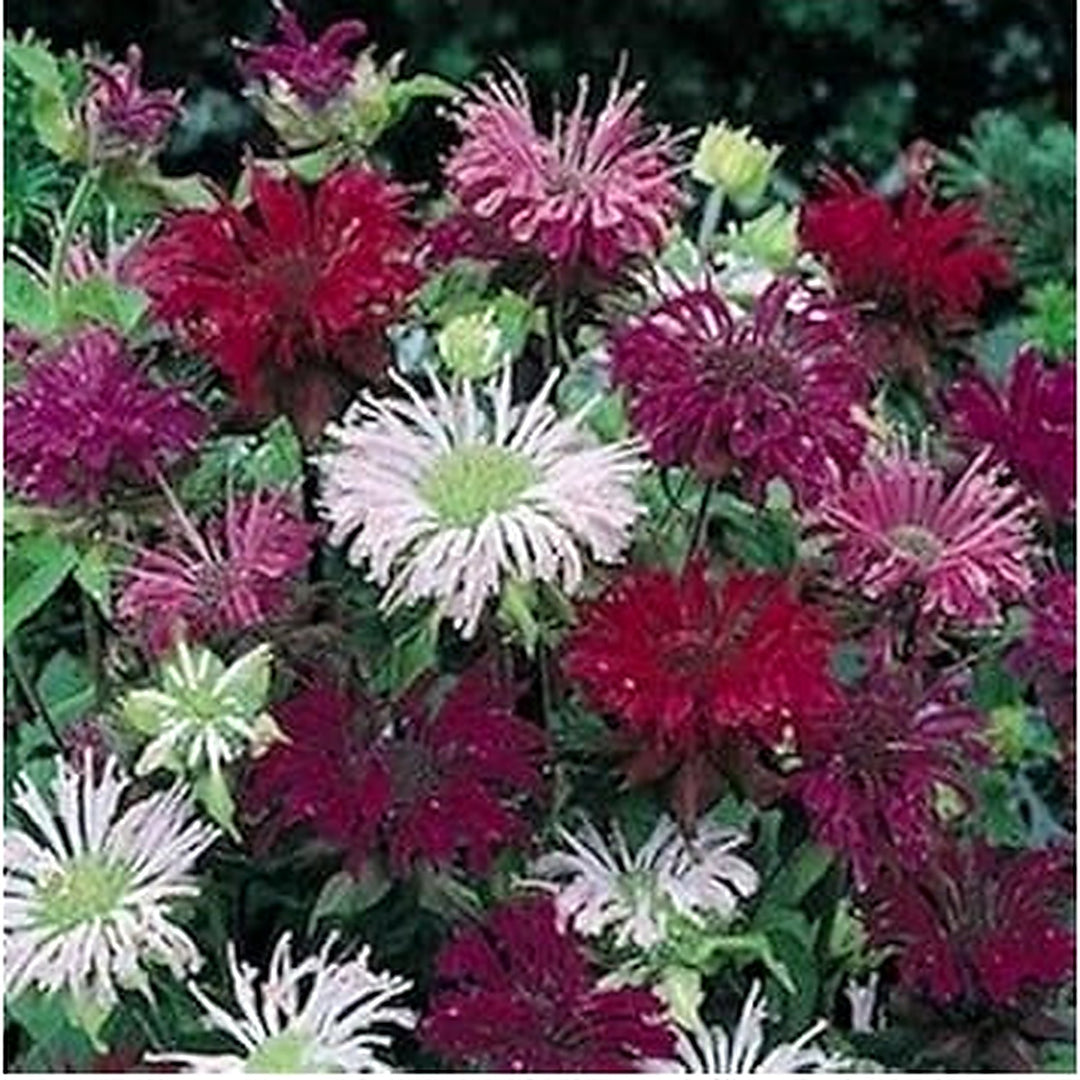 Mixed Monarda Didyma Flower Seeds for Garden [neera-v5-efac4998dcb57b76bdb0]