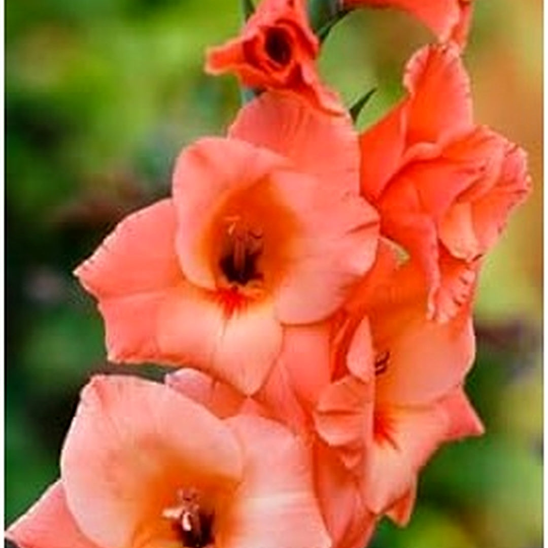 Orange Gladiolus Flower Seeds for Planting [neera-v5-efbbc41fc61f4e30ca18]
