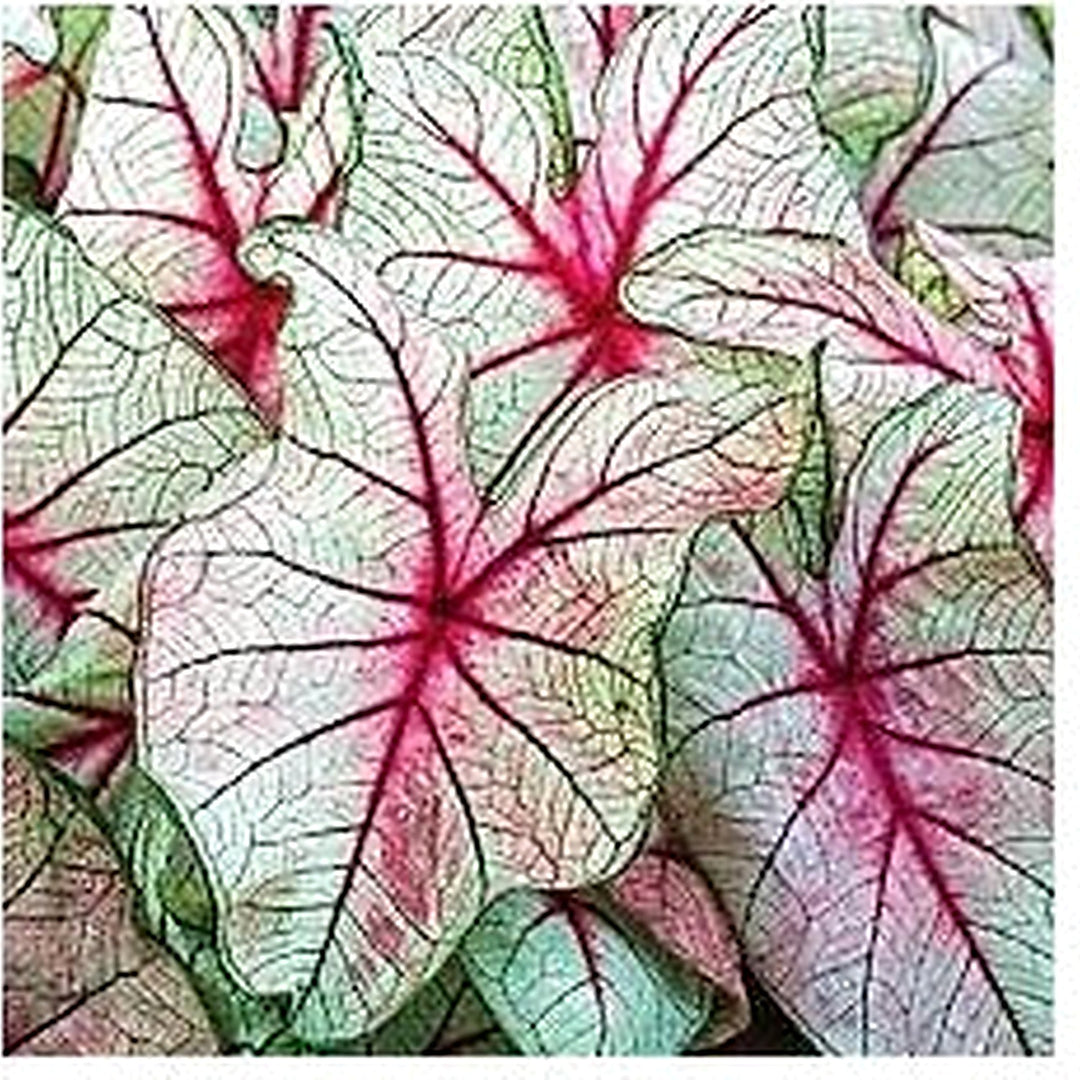 White Queen Caladium Leaf Seeds [neera-v5-efbbcaea987884a8face]