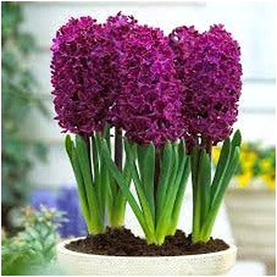 Hyacinth Flower Seeds Burgundy for Planting [neera-v5-efbc3a8f8672e598bf21]