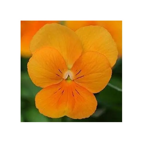 Orange Viola Sorbet Flower For Planting Non Gmo Flower Seeds for Home Garden Planting, Lush Organic [neera-v5-efc2facc3348f21eb544]