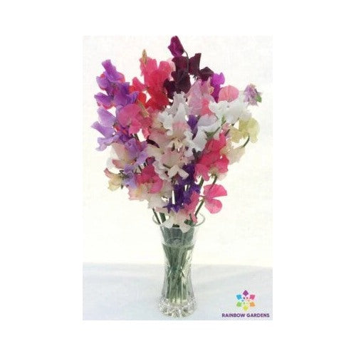 Winter Romance Sweet Pea Planting Garden Planting Usa Heirloom Non Gmo Fragrant Climbing [neera-v5-efc8dd3fa64a85ce9ee7]