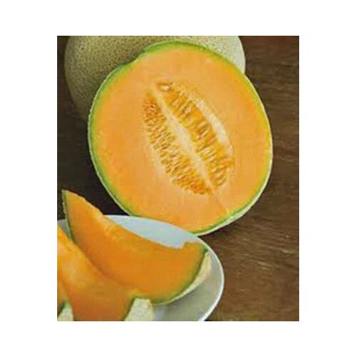Cantaloupe Hales Best Jumbo Heirloom Non Gmo Melon Non Gmo Flower Seeds Home Garden Planting, [neera-v5-efe01034234da40241aa]