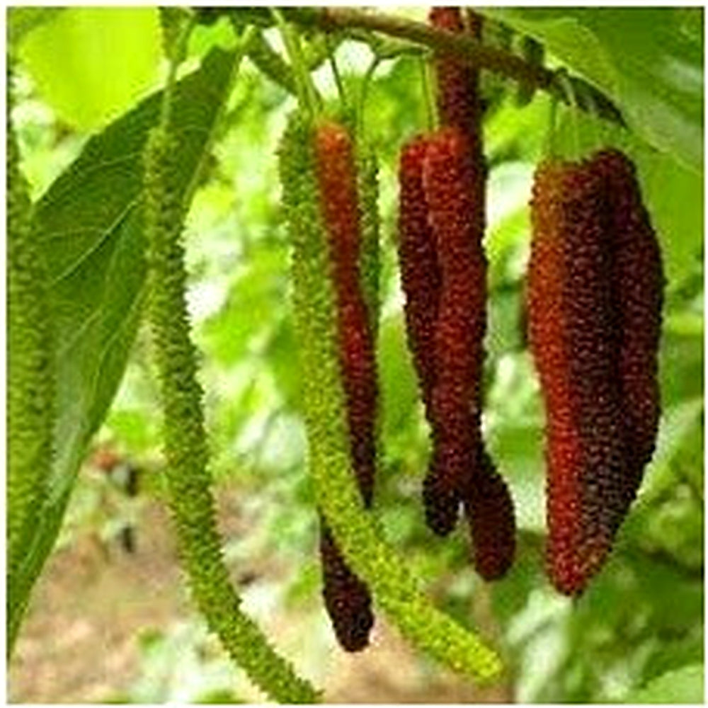 Rare Aegle Marmelos Seeds [neera-v5-efe9b3c87b8829e8b8d6]