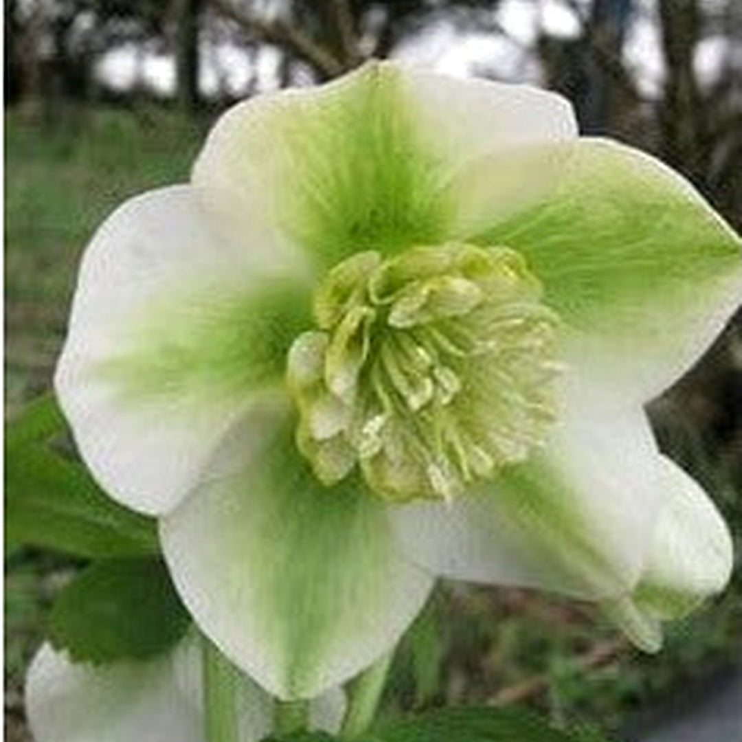 Organic Heirloom Non-GMO Hepatica Seeds for Planting [neera-v5-eff449834b52beae6250]