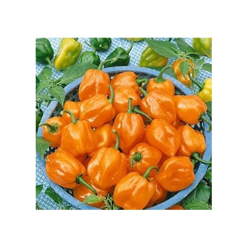 Orange Pepper Seeds for Planting [neera-v5-efffddcf2114083ade10]
