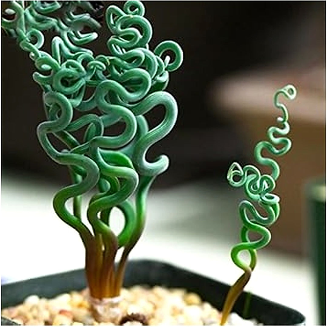 Green Trachyandra Plant Seeds for Planting [neera-v5-f02a79d4979deec5343f]