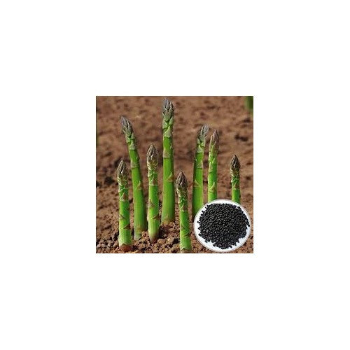 Green Setose Asparagus Seeds for Planting [neera-v5-f02c1e1b37782944e5f7]