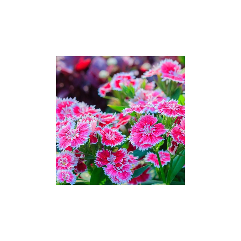 Heirloom Non Gmo Dianthus Flower Charming Garden Borders And Fragrant Planting Flower Seeds [neera-v5-f0331a0ff79088497da5]