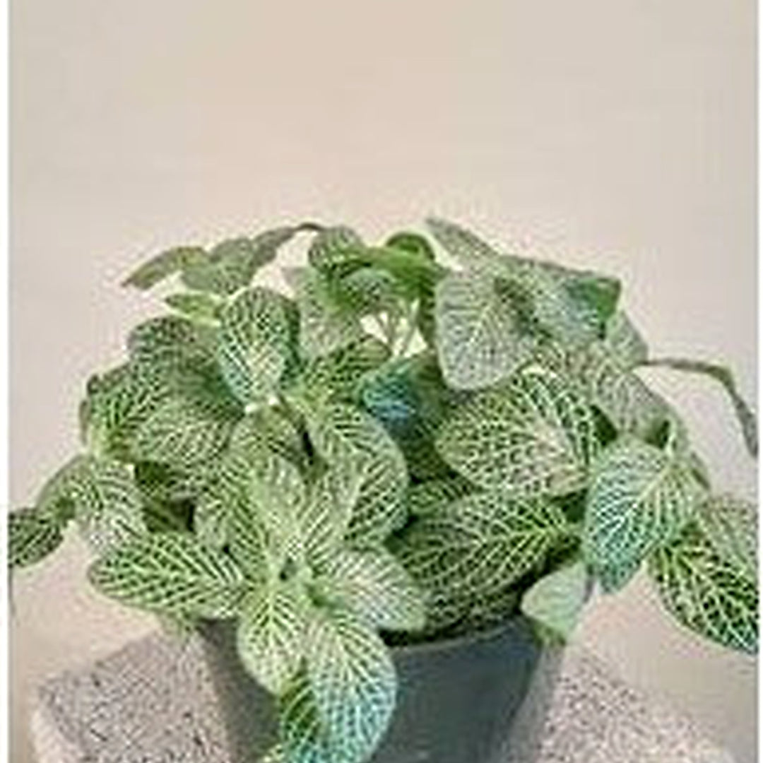 Fittonia Albivenis Seeds [neera-v5-f03dab92d8a46e029851]
