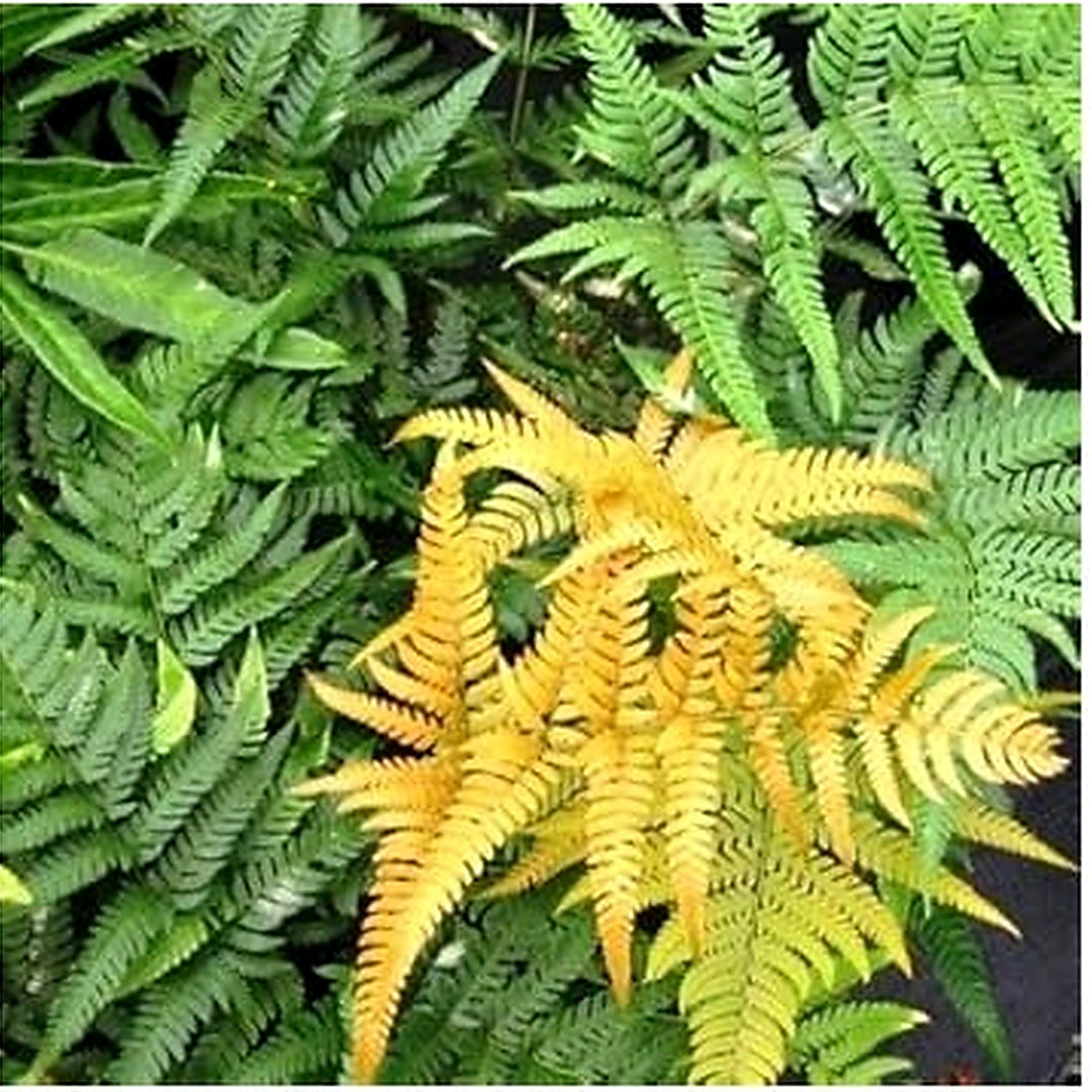Yellow and Green Fern seeds for Planting [neera-v5-f04a1466b3689e8d8379]