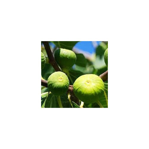 Kodota Exotic Fig Fruit Seeds for Planting [neera-v5-f05df13e94751c93d633]