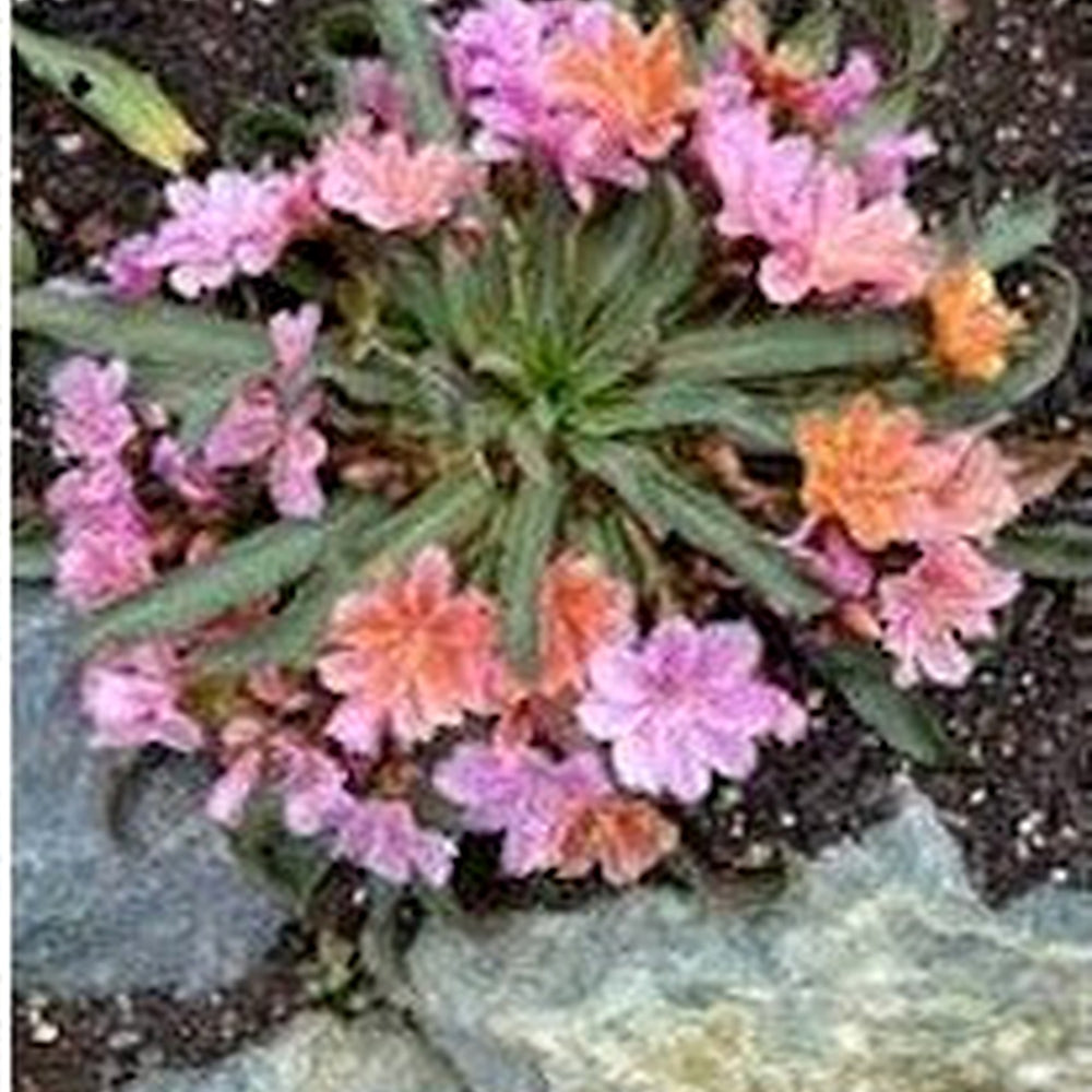 Mixed Lewisia Flower Seeds for Garden [neera-v5-f06ac6bc2ad899419568]