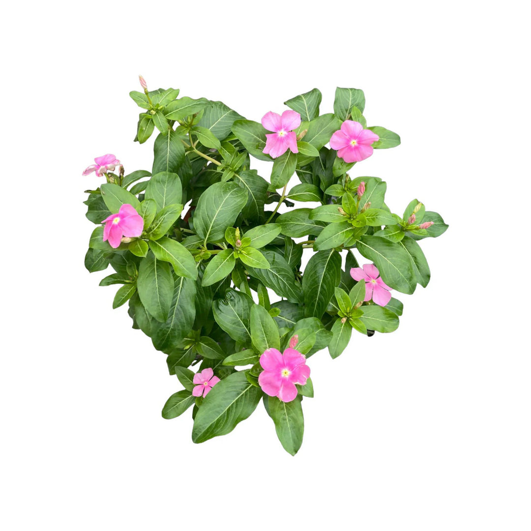 Vinca Catharanthus Roseus Mixed Color For Garden And Container Planting Flower Seeds for Home [neera-v5-f070120824ee5b211d14]