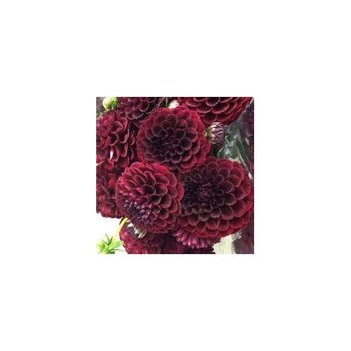 Heirloom Dark Maroon China Aster Seeds for Planting [neera-v5-f0741c1e54aade80f22c]