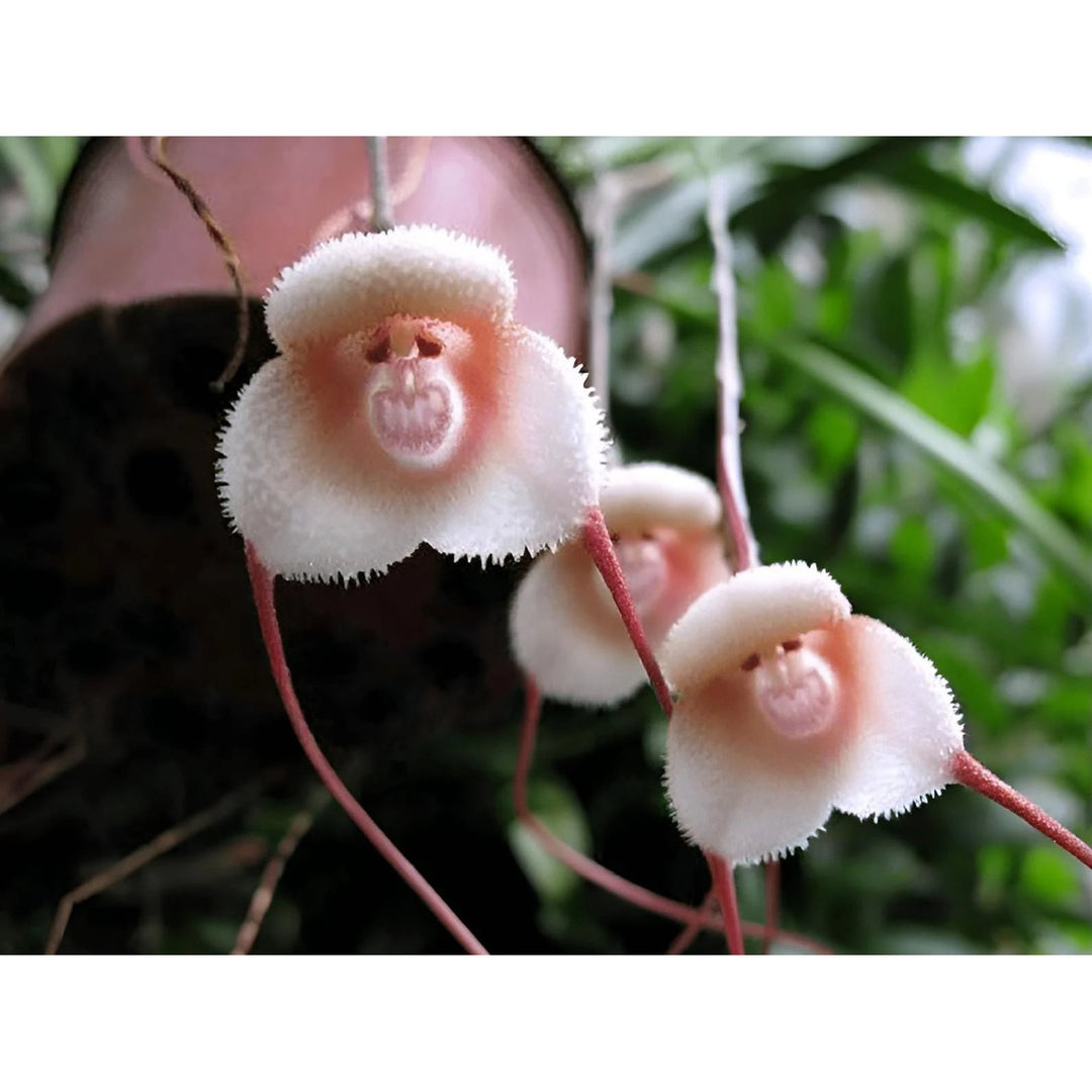 Peach Heirloom Monkey Face Orchid Planting Heirloom And Non Gmo Home Garden Flower Seeds [neera-v5-f0754bb7af9d50cc3367]