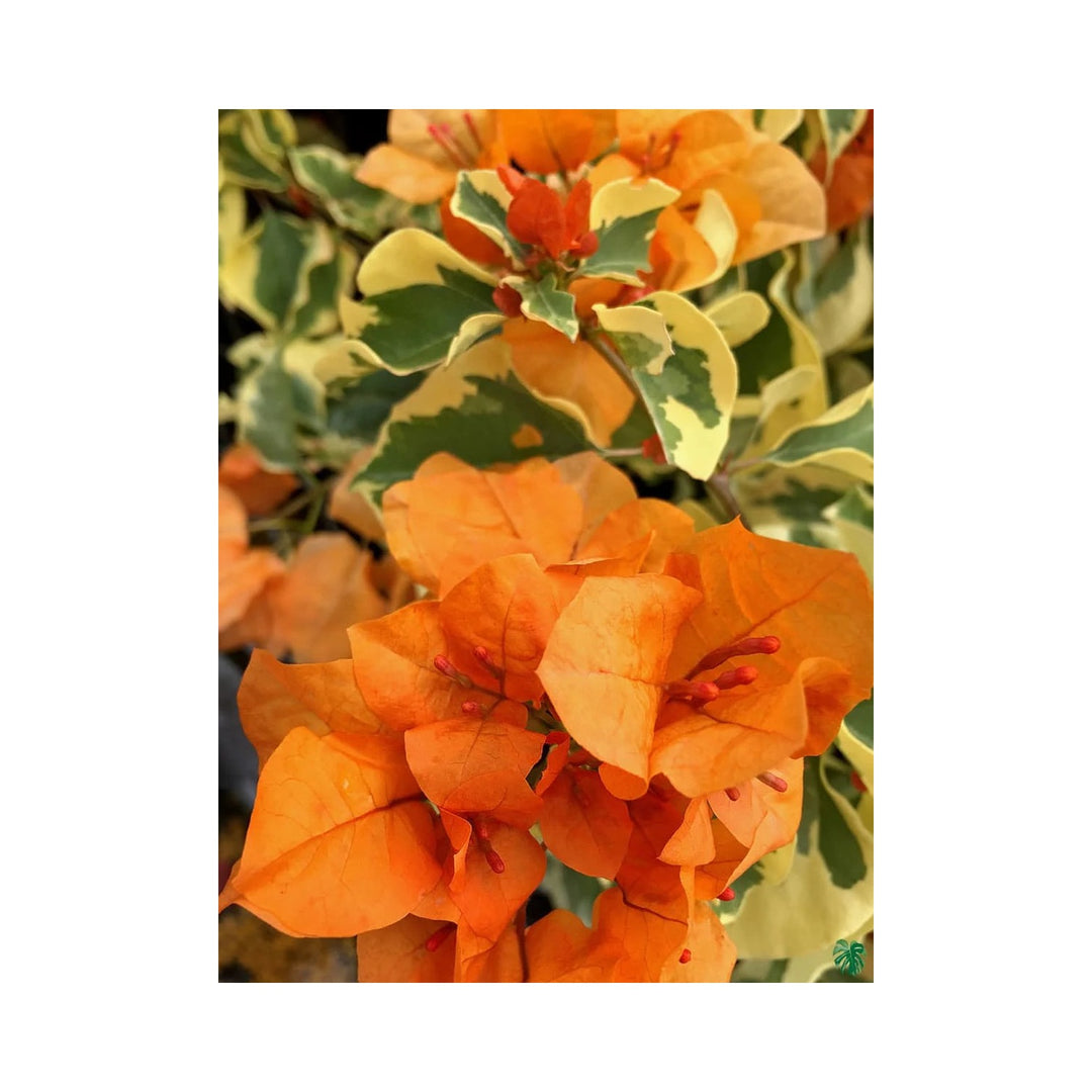 Orange Bougainvillea Ice Flower For Planting Heirloom And Non Gmo Garden Flower Seeds for Home [neera-v5-f075b34525c36fbce755]