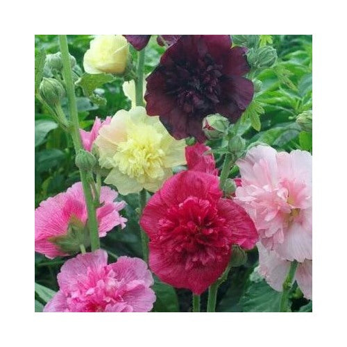 Hollyhock Majorette Double Mix Dwarf Biennial Pollinators Usa Non Gmo Heirloom Flower Seeds [neera-v5-f07a411d4a43d46efb2f]