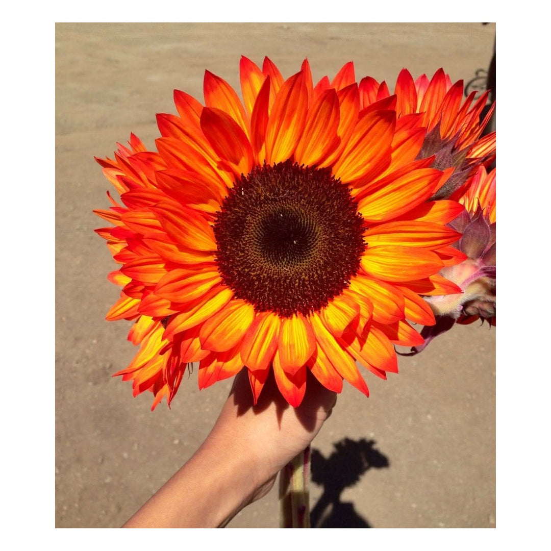 Orange Sunflower Helianthus Annuus Flower For Planting Easy Grow In Backyard Garden Flower Seeds [neera-v5-f07da38b3e2377ef82a0]