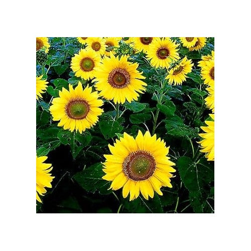 Yellow Giant Sunflower Seeds for Planting [neera-v5-f0832dbb0147f471683f]