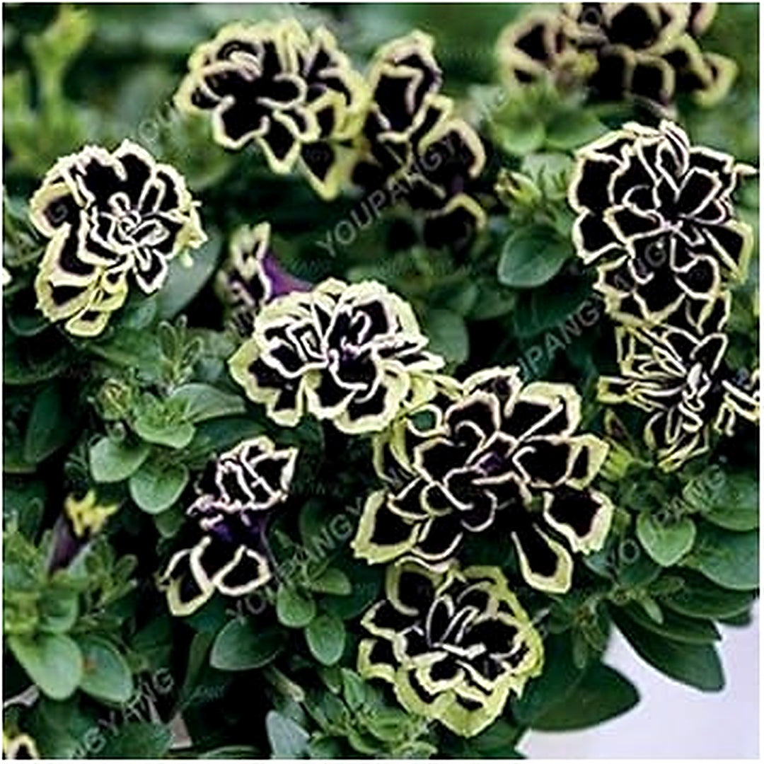 Double Petunia Black Yellow Flower Seeds [neera-v5-f087c7391ec4be2683b8]