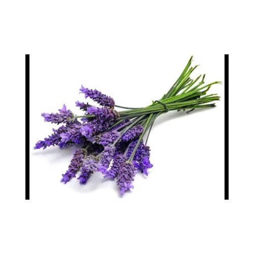 Lavender Blue Purple Flower Ellagance Lavandula Fragrants Herbs Family Heirloom Non Gmo Drought [neera-v5-f099052d42258b177512]
