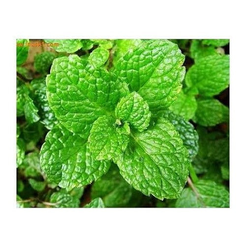 Green Water Mint Plant Seeds for Planting [neera-v5-f09c90809af5cf660e54]